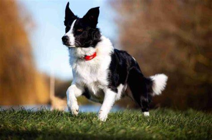 Are Sheep Dogs expensive?