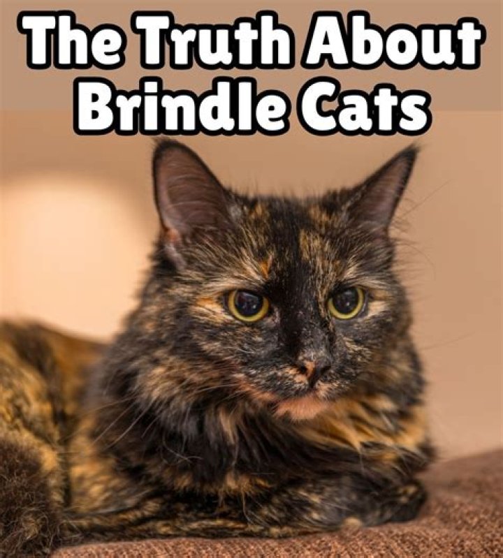 Can cats be brindle?