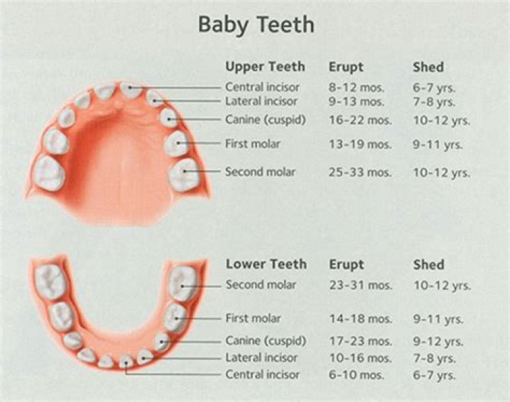 How do you explain teeth to a child?