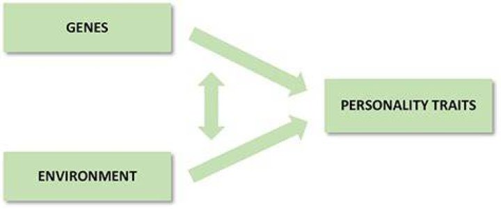 How does your environment influence your personality?