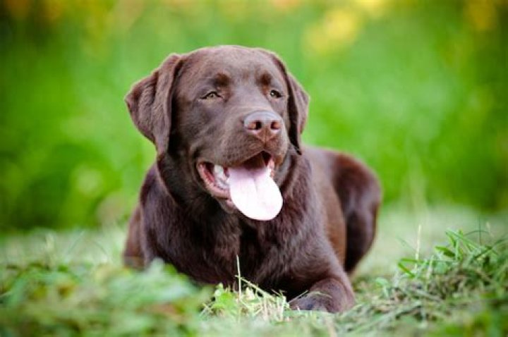 How long do chocolate Labradors live for?