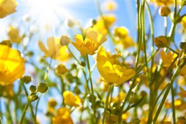 What colors do buttercups come in?