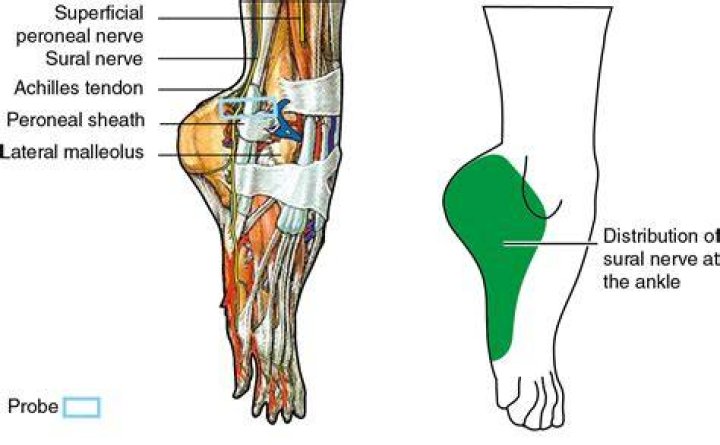 What is sural in anatomy?