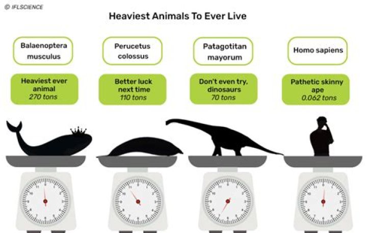 What is the heaviest animal on earth?
