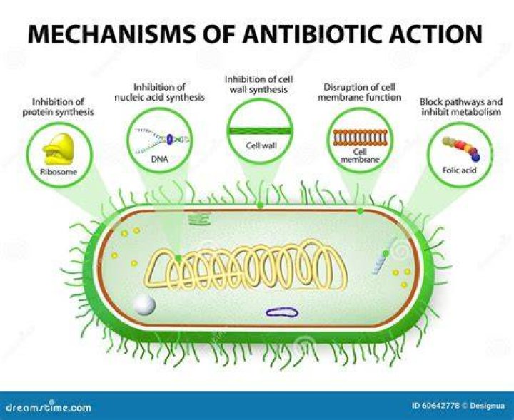 What is the mechanism of action for antibiotics?