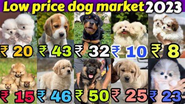 Who is the cheapest dog in India?