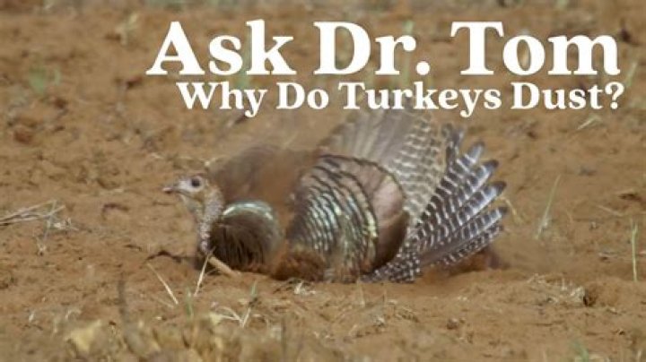 Why do turkeys scratch?