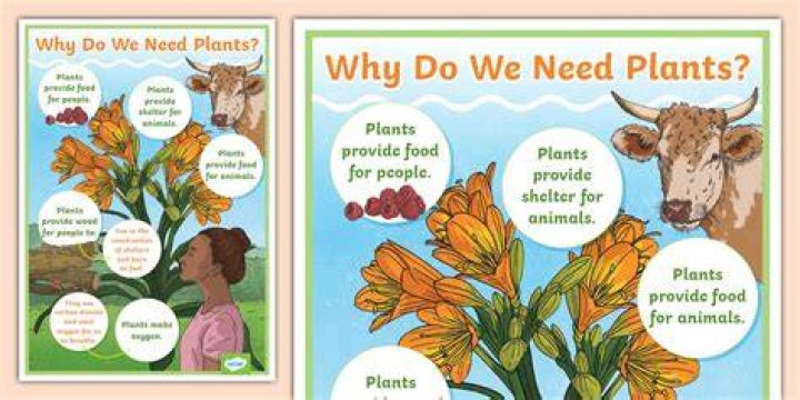 Why do we need plants and animals in the ecosystem?